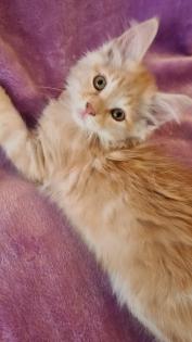 Maine Coon Katzenbabys Kitten