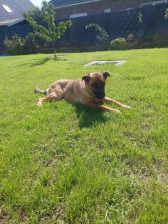 Liebevolle kinderliebe Schäferhund Mallinois Hündin sucht neues zu Hause