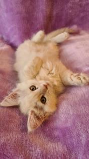 Maine Coon Katzenbabys Kitten
