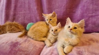 Maine Coon Katzenbabys Kitten