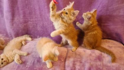 Maine Coon Katzenbabys Kitten