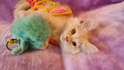Maine Coon Katzenbabys Kitten