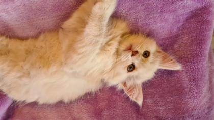 Maine Coon Katzenbabys Kitten