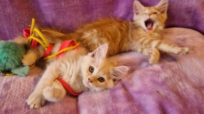 Maine Coon Katzenbabys Kitten