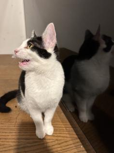 Hauskatzen zu vergeben