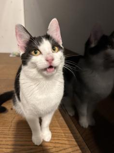 Hauskatzen zu vergeben