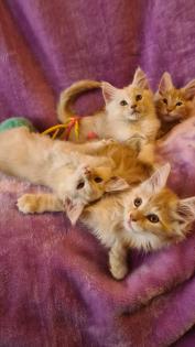 Maine Coon Katzenbabys Kitten