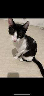 Hauskatzen zu vergeben