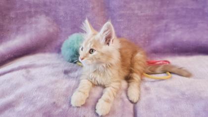 Maine Coon Katzenbabys Kitten