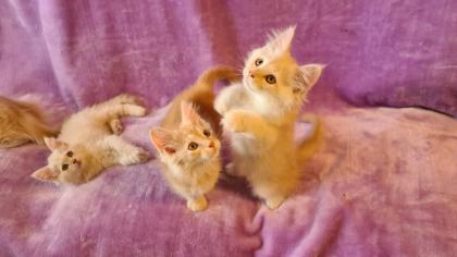 Maine Coon Katzenbabys Kitten