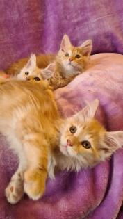 Maine Coon Katzenbabys Kitten