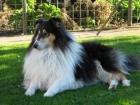 Tricolor Collierüde sucht Colliehündin zwecks deckung