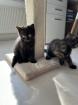 Siam/Bkh Mix Kitten Babys