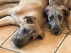 Rassetypische Irish Wolfhound Welpen