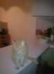 Stella sucht ein neues Zuhause