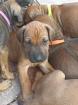 Rhodesian Ridgeback Welpen