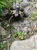 Griechische Landschildkröte männlich geb. 2008