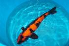 Japan Koi Teichmuscheln Biotopfische Schnecken Störe Edelkrebse vom Koi-C