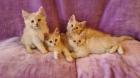 Maine Coon Katzenbabys Kitten