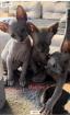 Canadian sphynx kitten