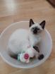 Siam /Thai Kitten Seal Chocolate Point Babys Kätzchen