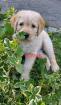 Labradoodlewelpen