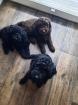 Goldendoodle Welpen