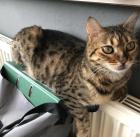 Bengal Kater sucht liebevolles Zuhause