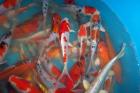 Angebote Koi Teichmuscheln Edelkrebse Biotopfische vom Koi-Center Schafflund