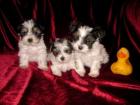 Biewer-Yorkshire-Terrier Welpen 2 Rüden / kleinbleibend