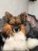 Chihuahua Papillon mix