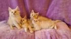 Maine Coon Katzenbabys Kitten