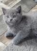 BKH / BLH Kitten in blau und blau creme abzugeben