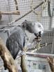 Graupapagei Henne gesucht