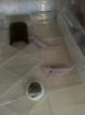 2 Axolotl inkl Aquarium und komplettem Setup zu verschenken