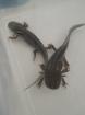 Axolotl Nachzucht abzugeben