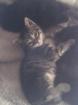 Bengal-EKH-Mix Katerbabys