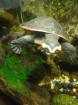 Emydura subglobosa Rotbauch-Spitzkopfschildkröten Wasserschildkröten