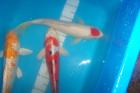 Japan Koi Israel Koi Biotopfische Teichmuscheln uvm. vom Koi Center Schafflu