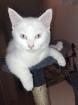 Katzenbabys Norweger-Bkh Mix