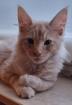 Maine Coon Kitten