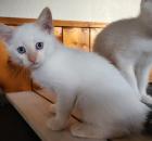Siam Mix Red Point Junge