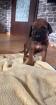 Rhodesian Ridgeback welpen