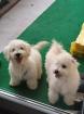 Bichon frise reinrassiger Welpe 6 Monate alt