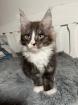 Maine Coon Mädchen black smoke white