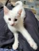 Kleiner Kater mit Handicap