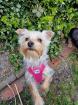 Yorkshire Terrier Hündin