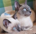 Siam / Thai Kitten Blue Point Babys Kätzchen. 1 Junge. Abgabebereit.